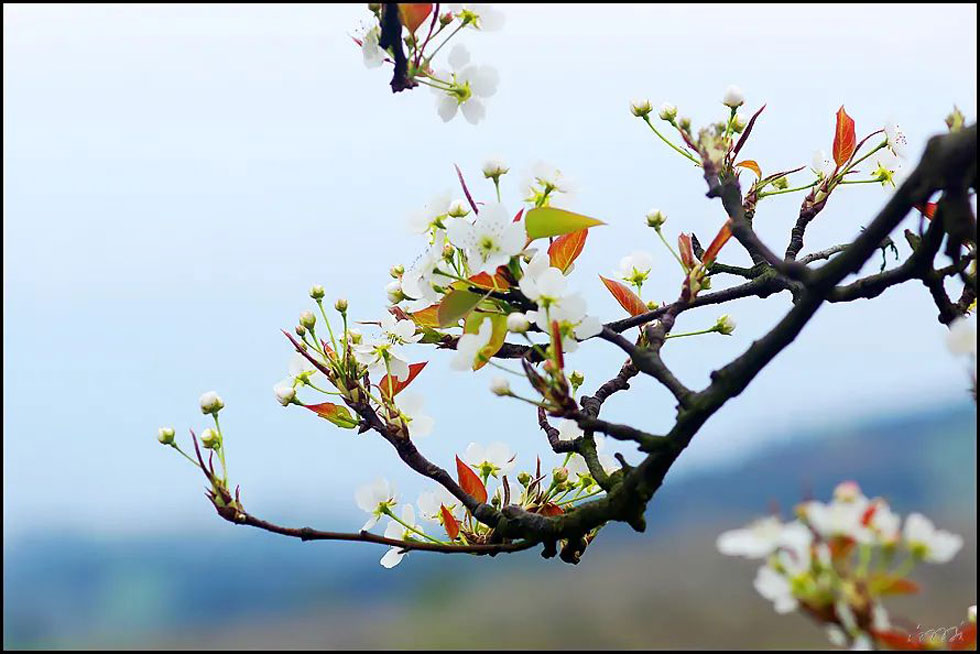 【春天,广西桂林灌阳县向您发出邀请!】我们在灌阳看梨花 - 游山玩水 - 内江生活社区 - 内江28生活网 scnj.28life.com