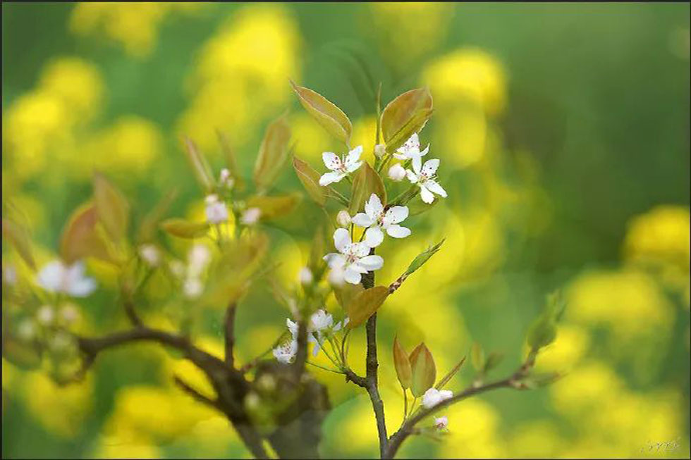 【春天,广西桂林灌阳县向您发出邀请!】我们在灌阳看梨花 - 游山玩水 - 内江生活社区 - 内江28生活网 scnj.28life.com