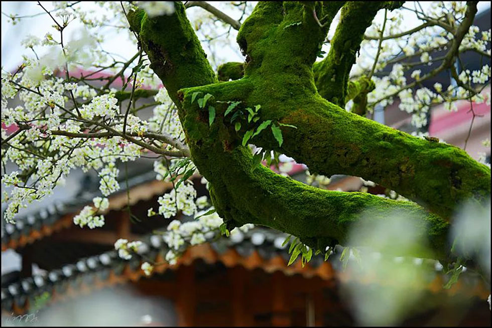 【春天,广西桂林灌阳县向您发出邀请!】我们在灌阳看梨花 - 游山玩水 - 内江生活社区 - 内江28生活网 scnj.28life.com