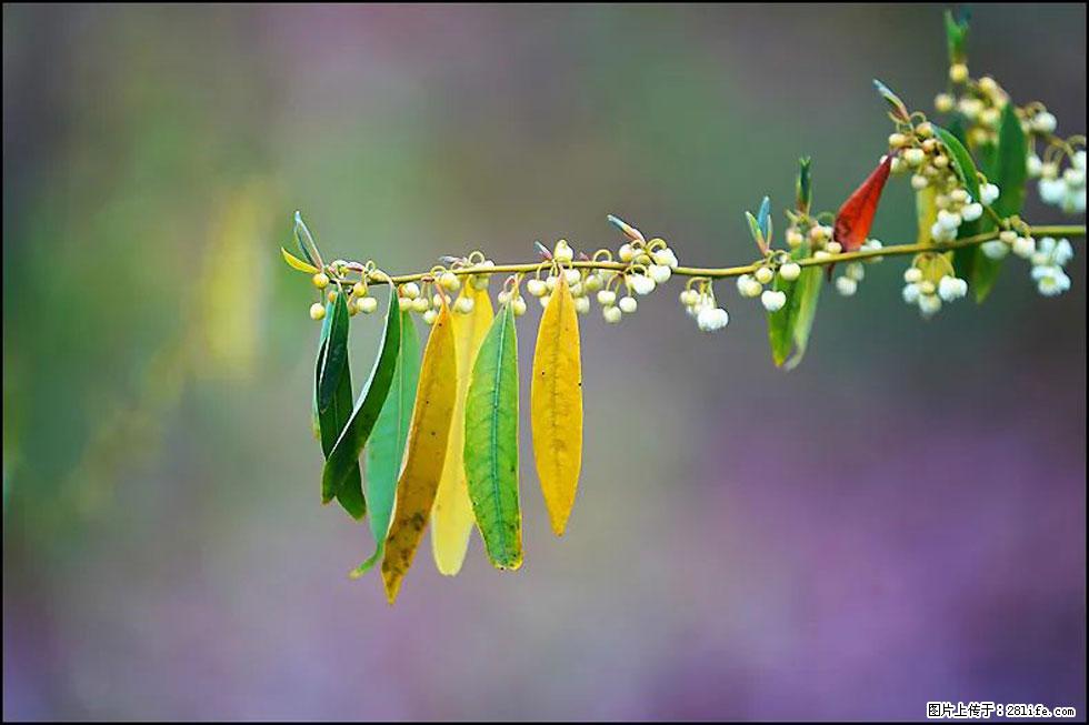 【春天,广西桂林灌阳县向您发出邀请!】米珠山前有片山苍子花在飘香 - 游山玩水 - 内江生活社区 - 内江28生活网 scnj.28life.com