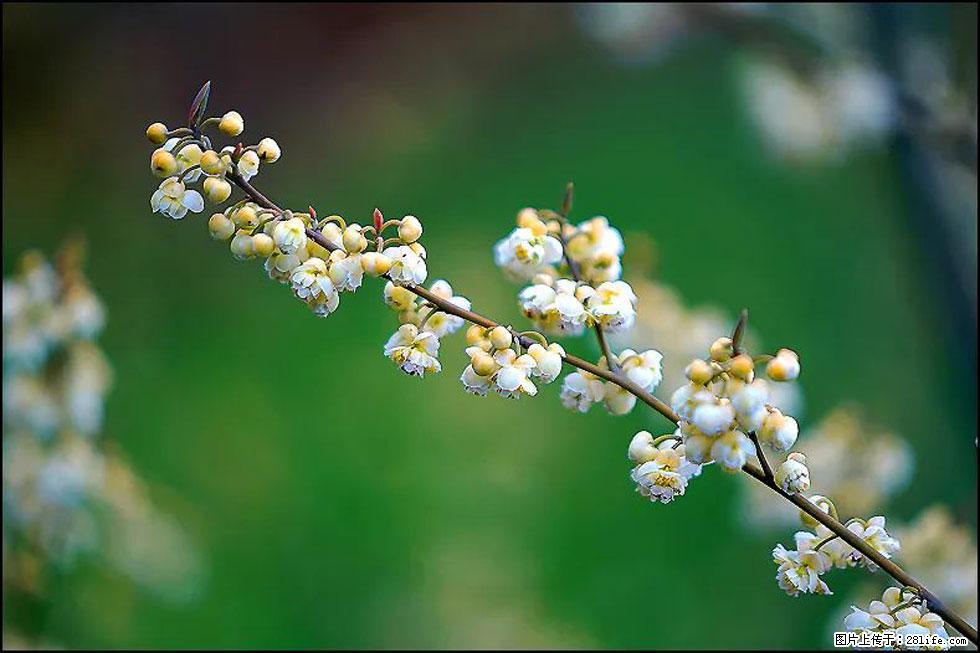 【春天,广西桂林灌阳县向您发出邀请!】米珠山前有片山苍子花在飘香 - 游山玩水 - 内江生活社区 - 内江28生活网 scnj.28life.com