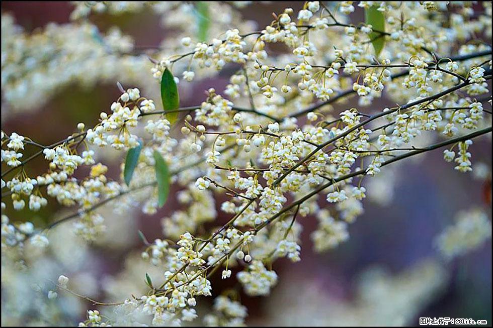 【春天,广西桂林灌阳县向您发出邀请!】米珠山前有片山苍子花在飘香 - 游山玩水 - 内江生活社区 - 内江28生活网 scnj.28life.com