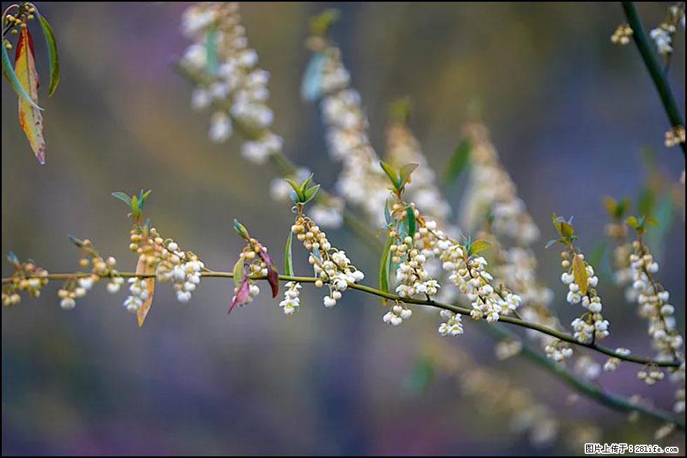 【春天,广西桂林灌阳县向您发出邀请!】米珠山前有片山苍子花在飘香 - 游山玩水 - 内江生活社区 - 内江28生活网 scnj.28life.com
