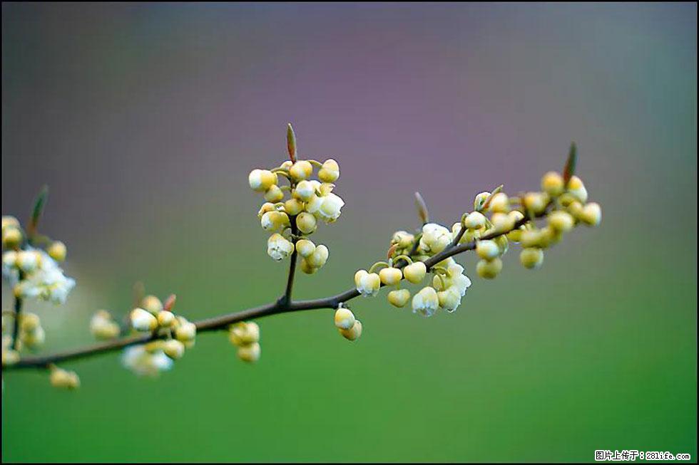 【春天,广西桂林灌阳县向您发出邀请!】米珠山前有片山苍子花在飘香 - 游山玩水 - 内江生活社区 - 内江28生活网 scnj.28life.com