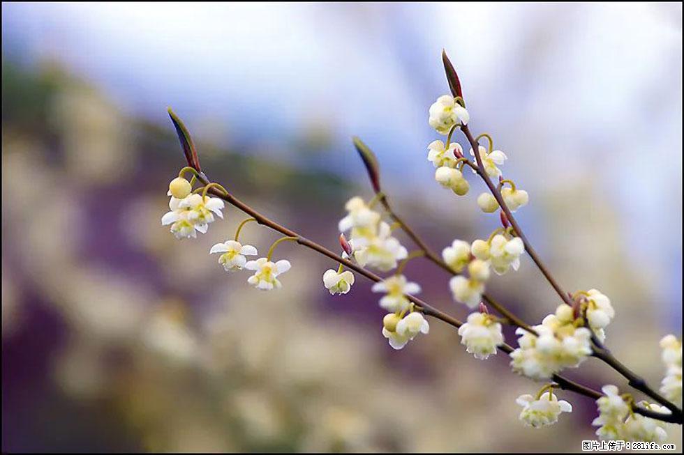 【春天,广西桂林灌阳县向您发出邀请!】米珠山前有片山苍子花在飘香 - 游山玩水 - 内江生活社区 - 内江28生活网 scnj.28life.com