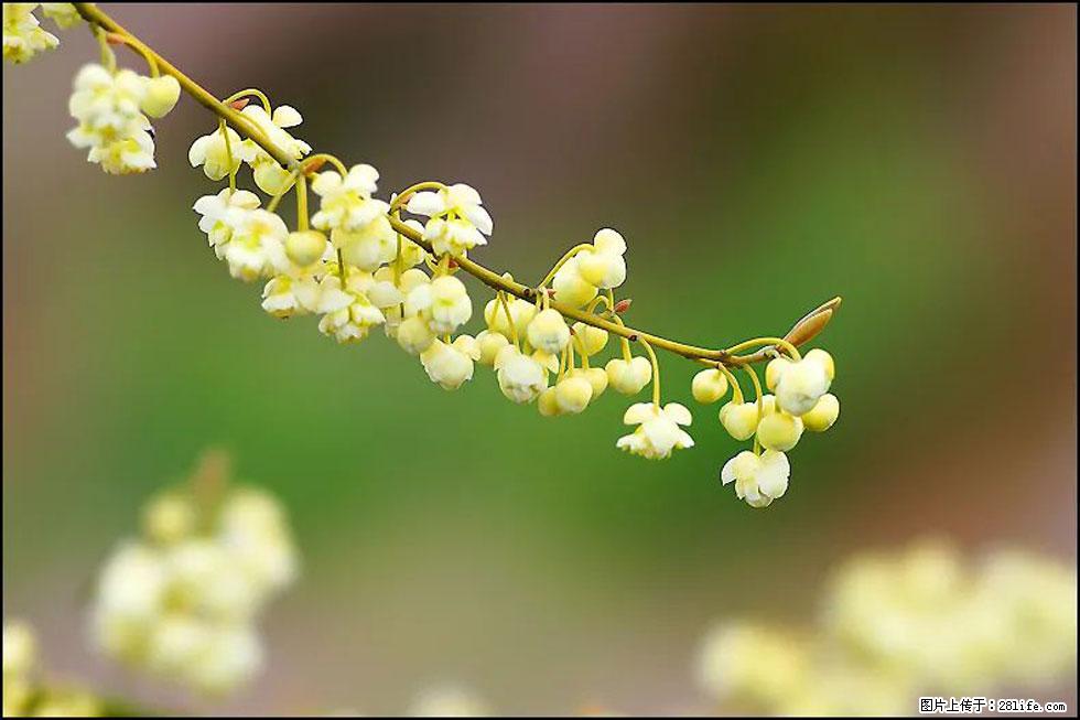 【春天,广西桂林灌阳县向您发出邀请!】米珠山前有片山苍子花在飘香 - 游山玩水 - 内江生活社区 - 内江28生活网 scnj.28life.com