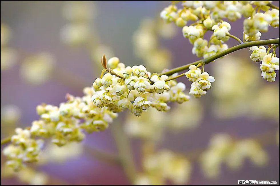 【春天,广西桂林灌阳县向您发出邀请!】米珠山前有片山苍子花在飘香 - 游山玩水 - 内江生活社区 - 内江28生活网 scnj.28life.com