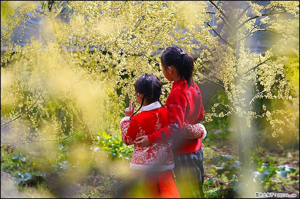 【春天,广西桂林灌阳县向您发出邀请!】米珠山前有片山苍子花在飘香 - 游山玩水 - 内江生活社区 - 内江28生活网 scnj.28life.com