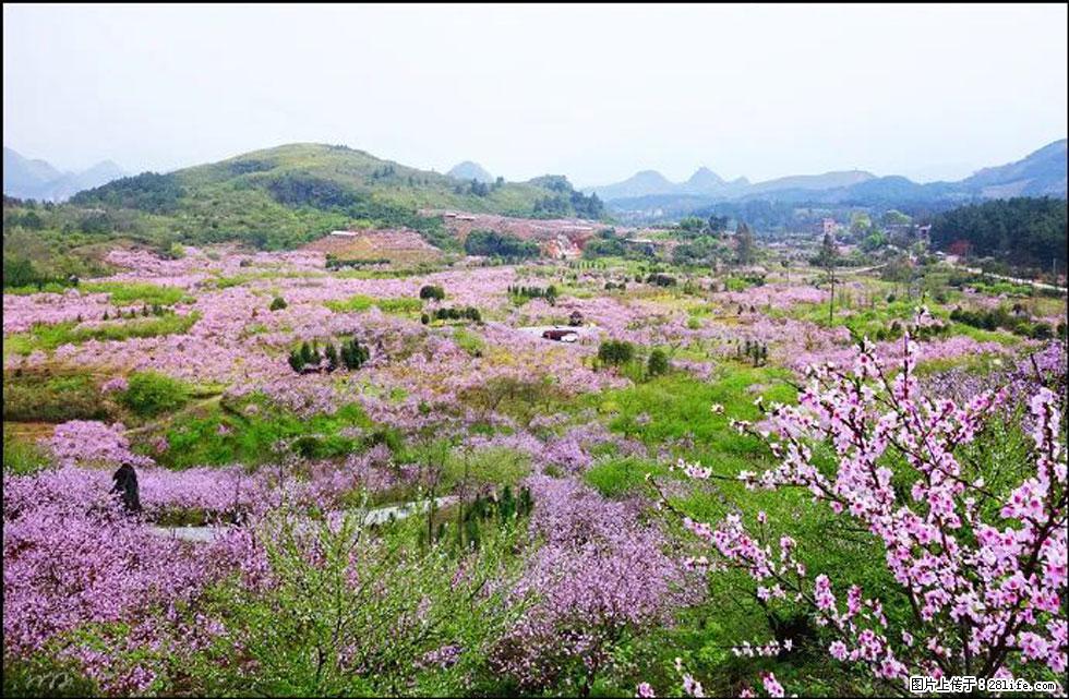 【春天,广西桂林灌阳县向您发出邀请!】官庄村有个醉美的桃花园 - 游山玩水 - 内江生活社区 - 内江28生活网 scnj.28life.com