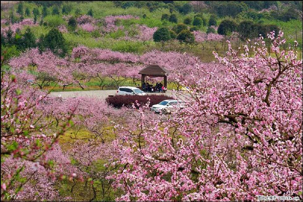 【春天,广西桂林灌阳县向您发出邀请!】官庄村有个醉美的桃花园 - 游山玩水 - 内江生活社区 - 内江28生活网 scnj.28life.com