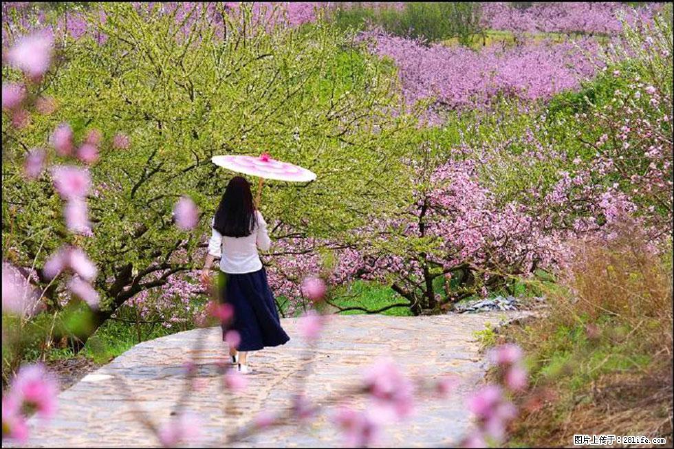 【春天,广西桂林灌阳县向您发出邀请!】官庄村有个醉美的桃花园 - 游山玩水 - 内江生活社区 - 内江28生活网 scnj.28life.com