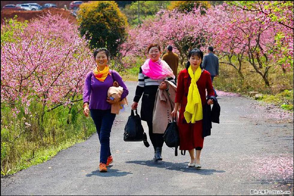 【春天,广西桂林灌阳县向您发出邀请!】官庄村有个醉美的桃花园 - 游山玩水 - 内江生活社区 - 内江28生活网 scnj.28life.com