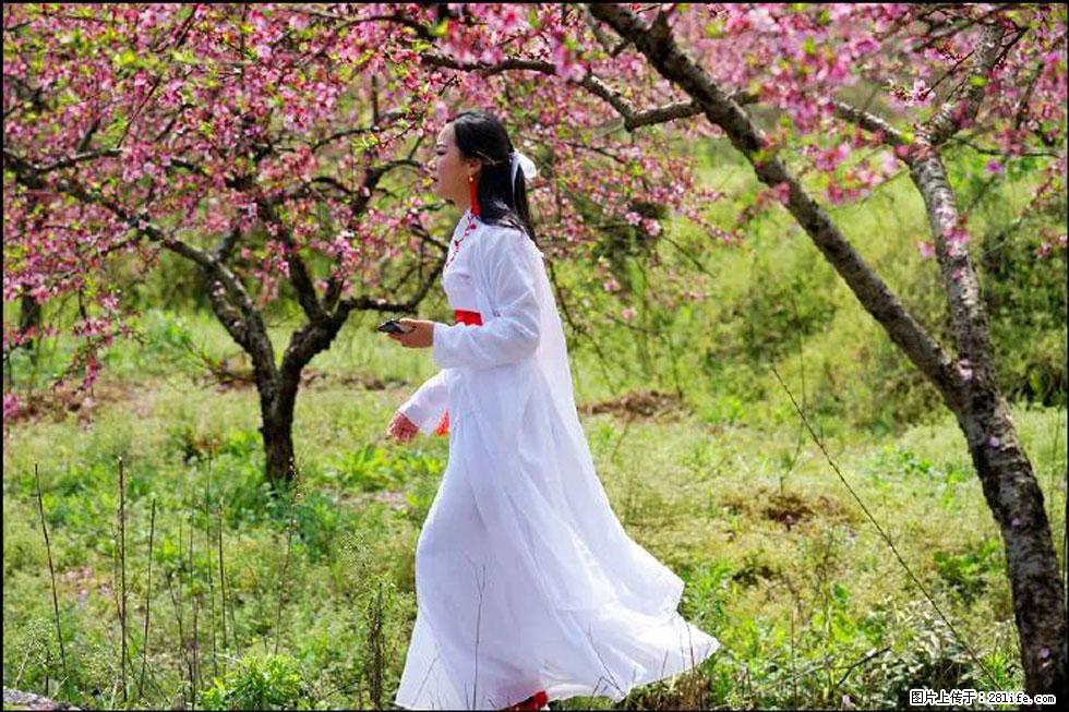 【春天,广西桂林灌阳县向您发出邀请!】官庄村有个醉美的桃花园 - 游山玩水 - 内江生活社区 - 内江28生活网 scnj.28life.com