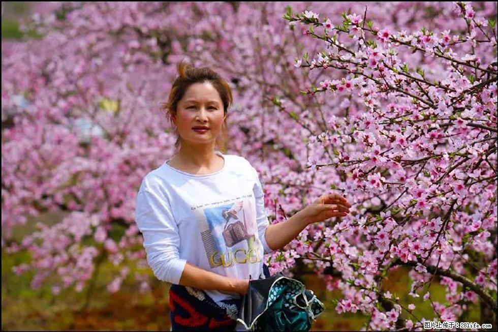 【春天,广西桂林灌阳县向您发出邀请!】官庄村有个醉美的桃花园 - 游山玩水 - 内江生活社区 - 内江28生活网 scnj.28life.com