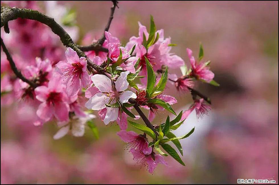 【春天,广西桂林灌阳县向您发出邀请!】官庄村有个醉美的桃花园 - 游山玩水 - 内江生活社区 - 内江28生活网 scnj.28life.com