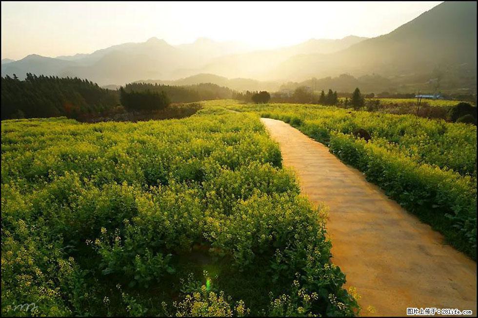【春天,广西桂林灌阳县向您发出邀请!】长坪村油菜盛情花开 - 游山玩水 - 内江生活社区 - 内江28生活网 scnj.28life.com