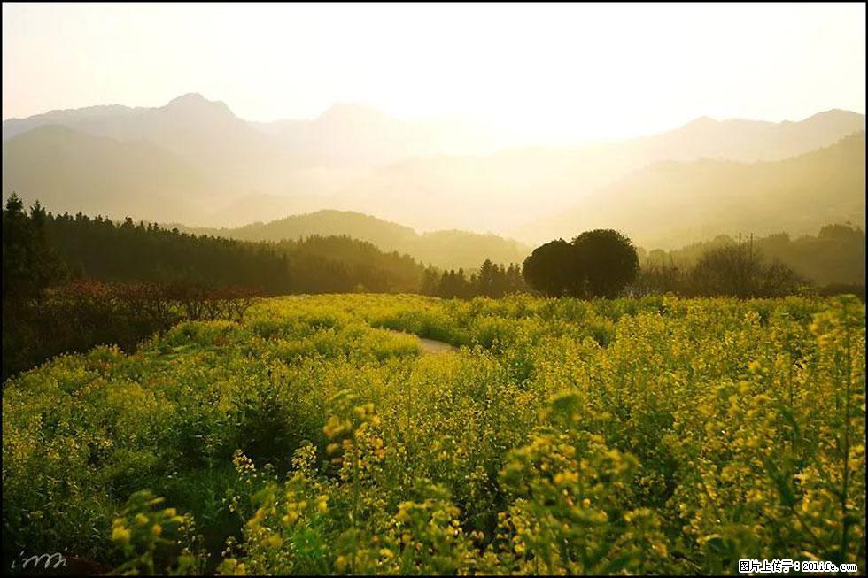 【春天,广西桂林灌阳县向您发出邀请!】长坪村油菜盛情花开 - 游山玩水 - 内江生活社区 - 内江28生活网 scnj.28life.com