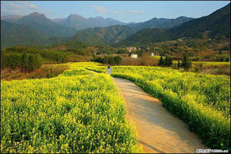 【春天,广西桂林灌阳县向您发出邀请!】长坪村油菜盛情花开 - 游山玩水 - 内江生活社区 - 内江28生活网 scnj.28life.com