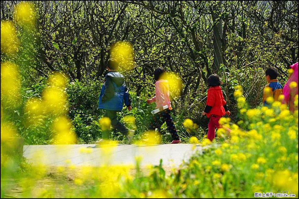 【春天,广西桂林灌阳县向您发出邀请!】长坪村油菜盛情花开 - 游山玩水 - 内江生活社区 - 内江28生活网 scnj.28life.com
