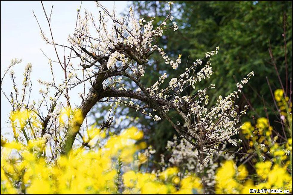 【春天,广西桂林灌阳县向您发出邀请!】长坪村油菜盛情花开 - 游山玩水 - 内江生活社区 - 内江28生活网 scnj.28life.com