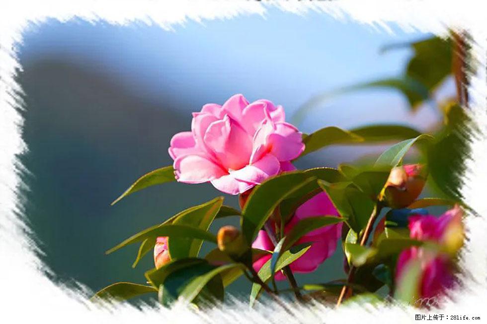 【春天,广西桂林灌阳县向您发出邀请!】杨柳井茶花惹人爱 - 游山玩水 - 内江生活社区 - 内江28生活网 scnj.28life.com