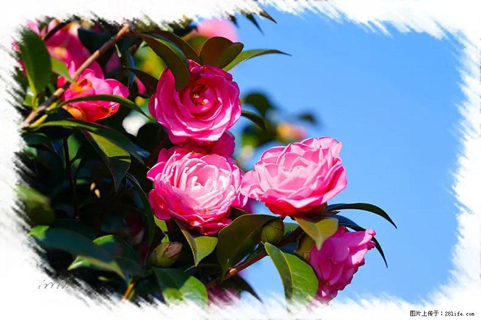 【春天,广西桂林灌阳县向您发出邀请!】杨柳井茶花惹人爱 - 游山玩水 - 内江生活社区 - 内江28生活网 scnj.28life.com