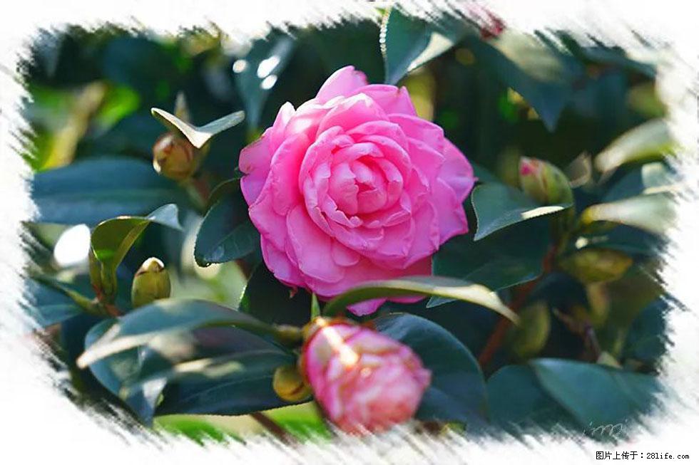 【春天,广西桂林灌阳县向您发出邀请!】杨柳井茶花惹人爱 - 游山玩水 - 内江生活社区 - 内江28生活网 scnj.28life.com