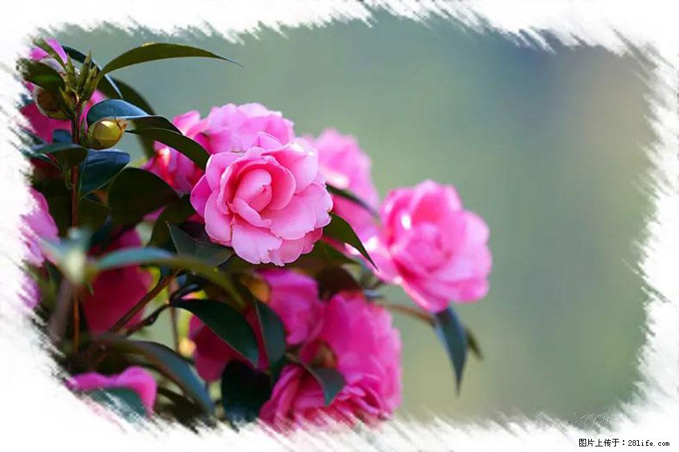 【春天,广西桂林灌阳县向您发出邀请!】杨柳井茶花惹人爱 - 游山玩水 - 内江生活社区 - 内江28生活网 scnj.28life.com