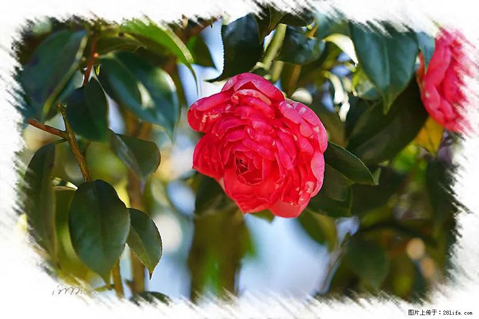 【春天,广西桂林灌阳县向您发出邀请!】杨柳井茶花惹人爱 - 游山玩水 - 内江生活社区 - 内江28生活网 scnj.28life.com