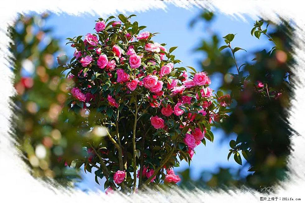 【春天,广西桂林灌阳县向您发出邀请!】杨柳井茶花惹人爱 - 游山玩水 - 内江生活社区 - 内江28生活网 scnj.28life.com