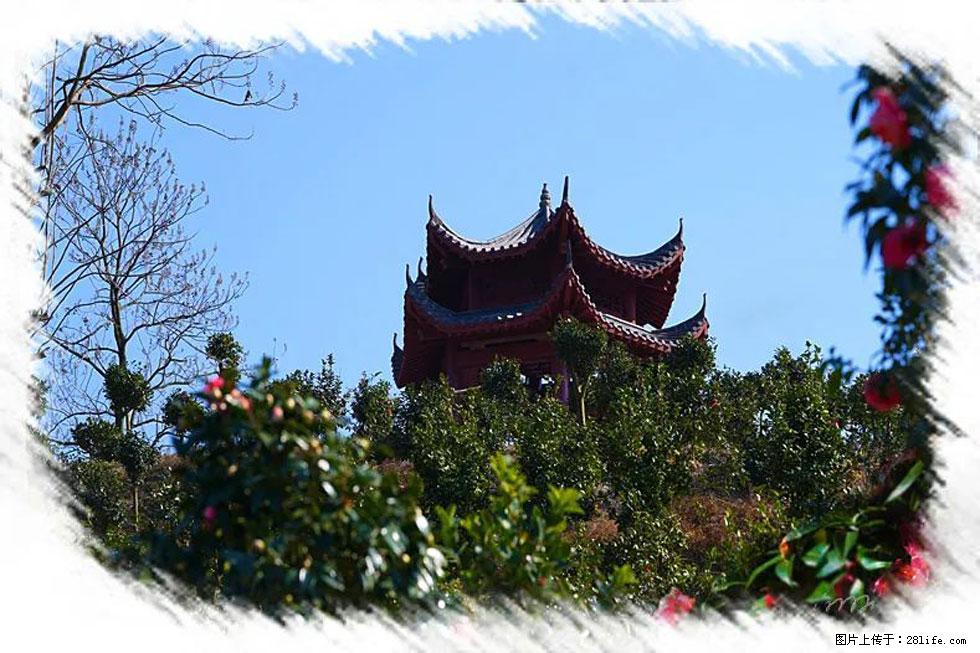 【春天,广西桂林灌阳县向您发出邀请!】杨柳井茶花惹人爱 - 游山玩水 - 内江生活社区 - 内江28生活网 scnj.28life.com