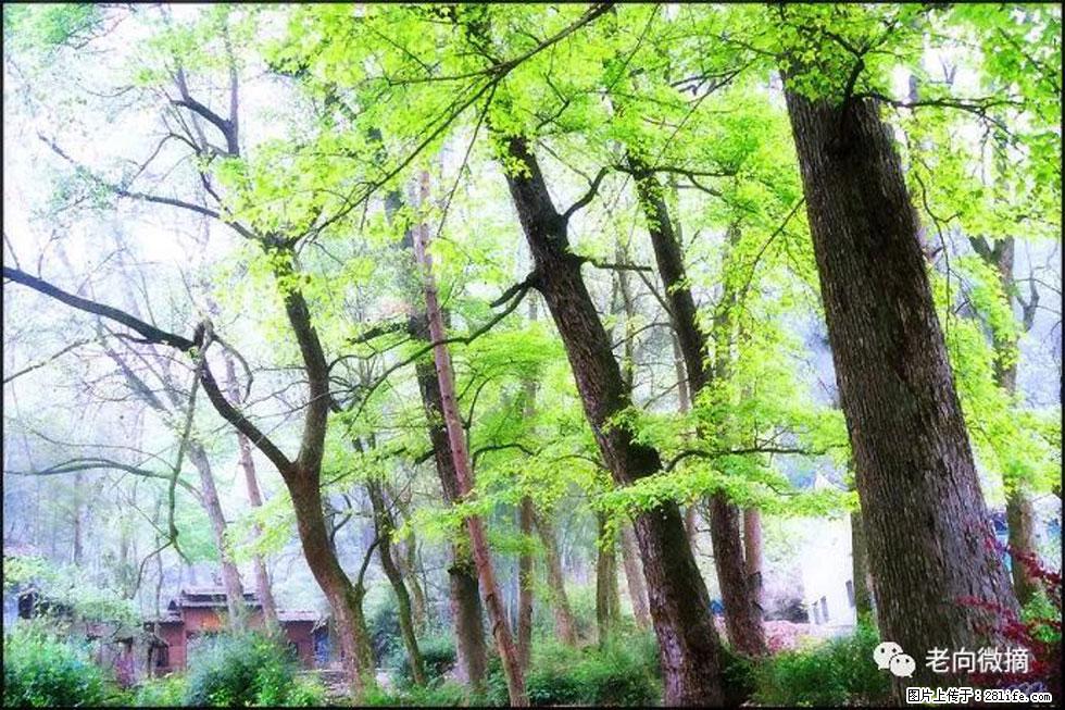 【春天,广西桂林灌阳县向您发出邀请!】在小龙村与春天约会 - 游山玩水 - 内江生活社区 - 内江28生活网 scnj.28life.com