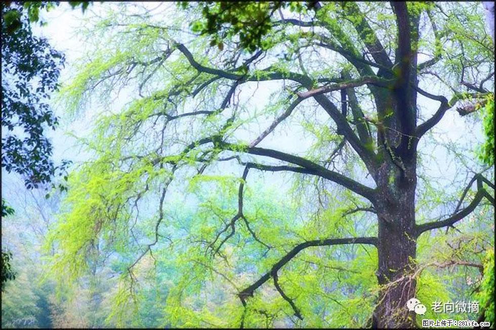 【春天,广西桂林灌阳县向您发出邀请!】在小龙村与春天约会 - 游山玩水 - 内江生活社区 - 内江28生活网 scnj.28life.com