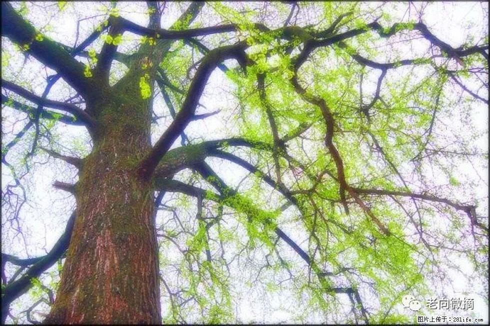 【春天,广西桂林灌阳县向您发出邀请!】在小龙村与春天约会 - 游山玩水 - 内江生活社区 - 内江28生活网 scnj.28life.com