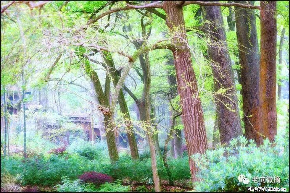 【春天,广西桂林灌阳县向您发出邀请!】在小龙村与春天约会 - 游山玩水 - 内江生活社区 - 内江28生活网 scnj.28life.com