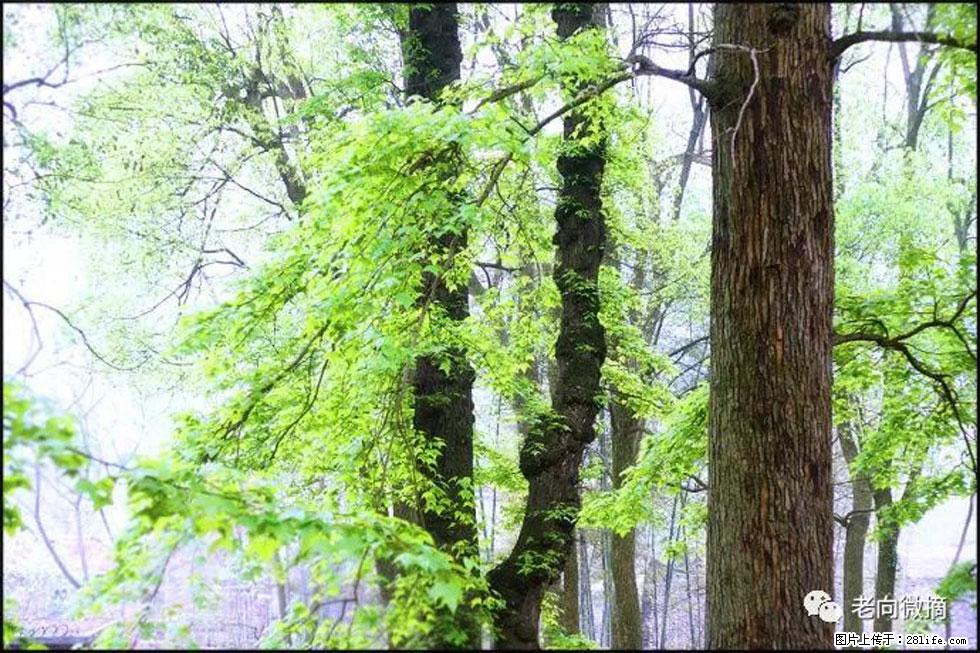 【春天,广西桂林灌阳县向您发出邀请!】在小龙村与春天约会 - 游山玩水 - 内江生活社区 - 内江28生活网 scnj.28life.com