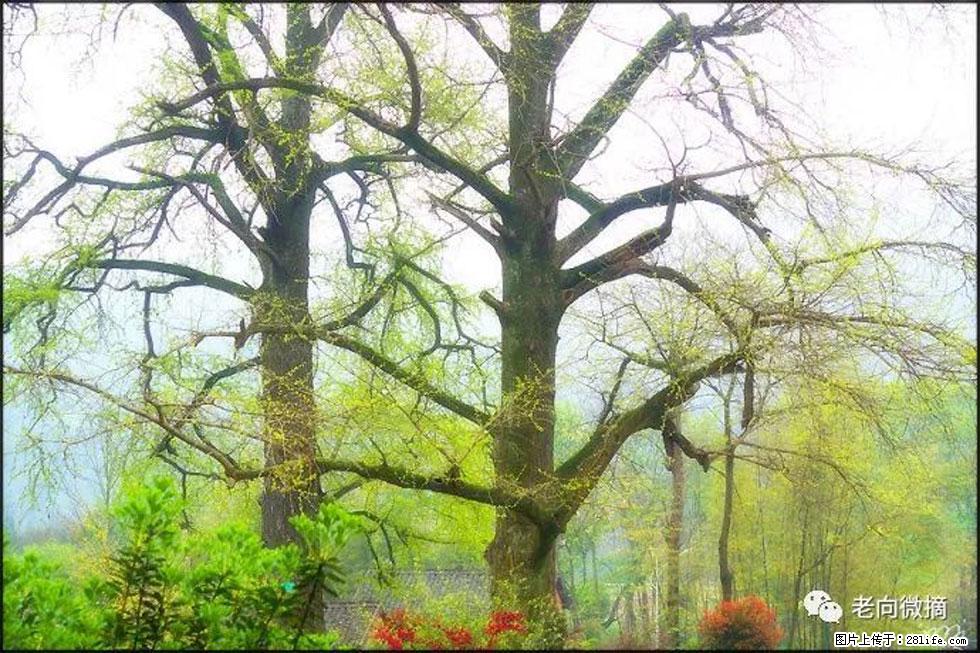 【春天,广西桂林灌阳县向您发出邀请!】在小龙村与春天约会 - 游山玩水 - 内江生活社区 - 内江28生活网 scnj.28life.com