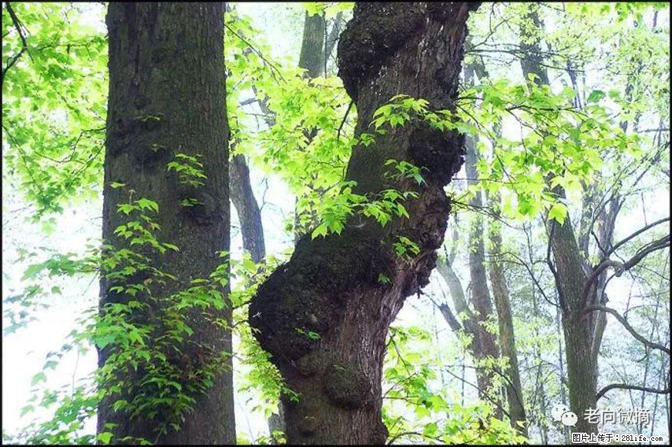 【春天,广西桂林灌阳县向您发出邀请!】在小龙村与春天约会 - 游山玩水 - 内江生活社区 - 内江28生活网 scnj.28life.com