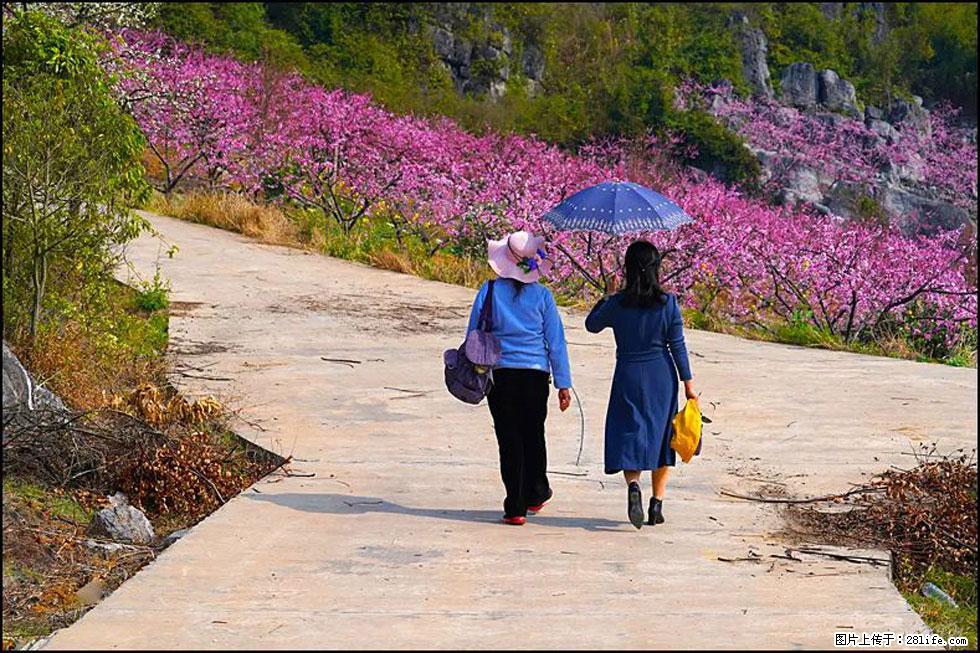 【春天,广西桂林灌阳县向您发出邀请!】望月岭上桃花开 - 游山玩水 - 内江生活社区 - 内江28生活网 scnj.28life.com