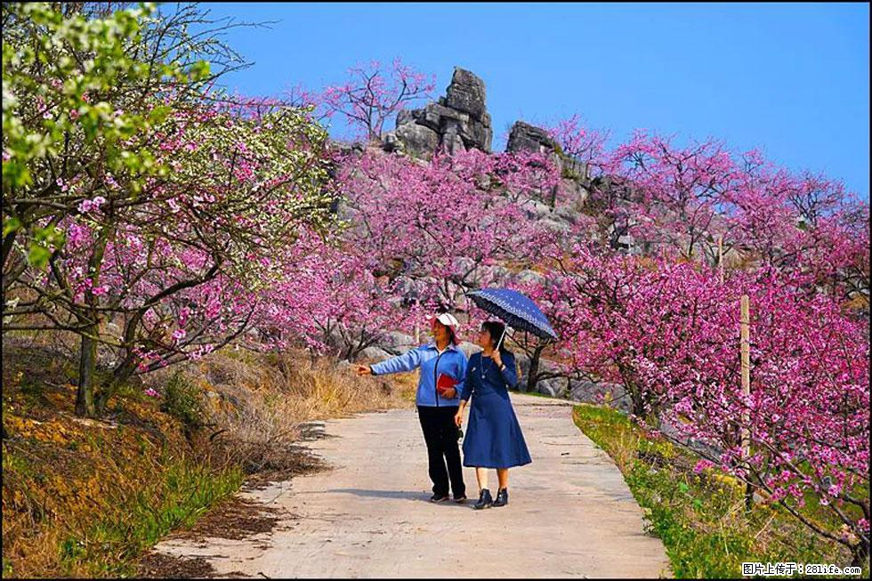 【春天,广西桂林灌阳县向您发出邀请!】望月岭上桃花开 - 游山玩水 - 内江生活社区 - 内江28生活网 scnj.28life.com
