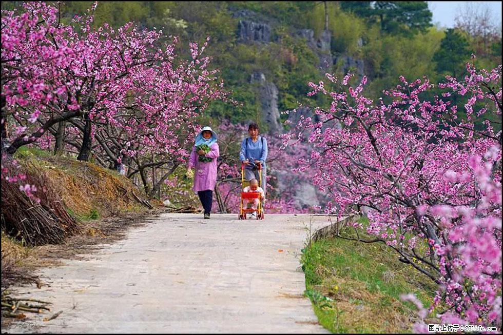 【春天,广西桂林灌阳县向您发出邀请!】望月岭上桃花开 - 游山玩水 - 内江生活社区 - 内江28生活网 scnj.28life.com