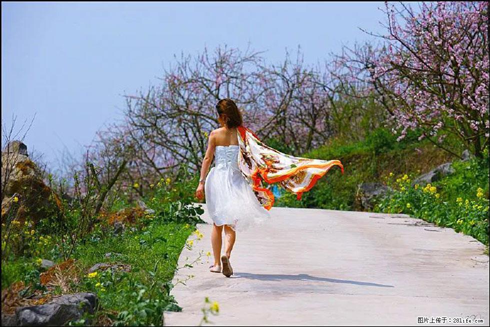 【春天,广西桂林灌阳县向您发出邀请!】望月岭上桃花开 - 游山玩水 - 内江生活社区 - 内江28生活网 scnj.28life.com