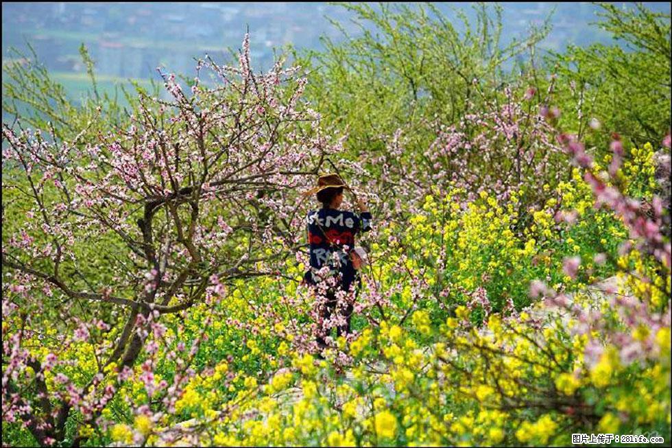 【春天,广西桂林灌阳县向您发出邀请!】望月岭上桃花开 - 游山玩水 - 内江生活社区 - 内江28生活网 scnj.28life.com