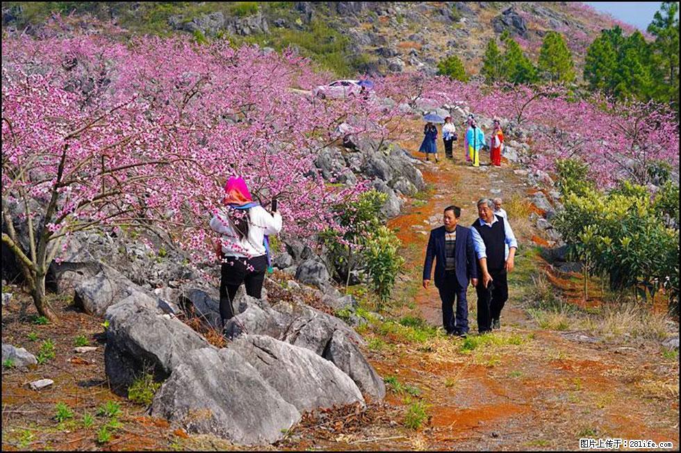 【春天,广西桂林灌阳县向您发出邀请!】望月岭上桃花开 - 游山玩水 - 内江生活社区 - 内江28生活网 scnj.28life.com
