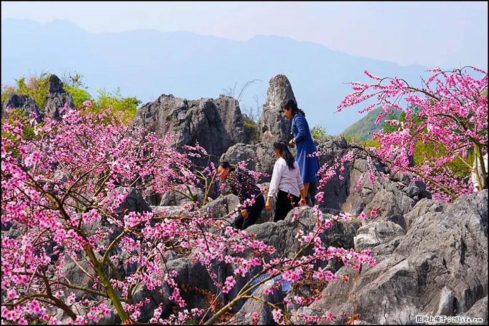 【春天,广西桂林灌阳县向您发出邀请!】望月岭上桃花开 - 游山玩水 - 内江生活社区 - 内江28生活网 scnj.28life.com