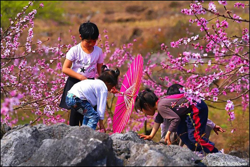 【春天,广西桂林灌阳县向您发出邀请!】望月岭上桃花开 - 游山玩水 - 内江生活社区 - 内江28生活网 scnj.28life.com