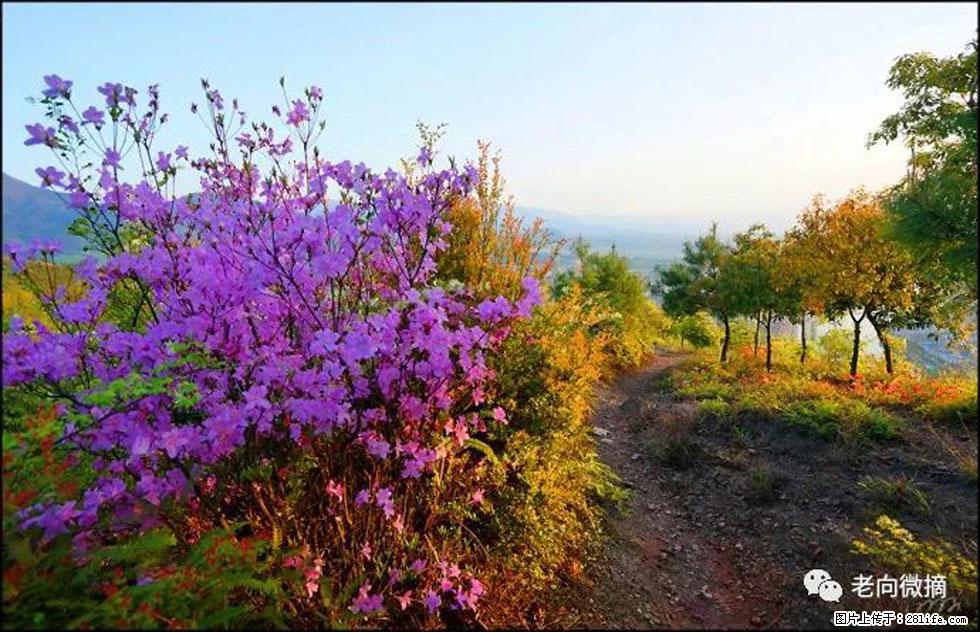 【春天,广西桂林灌阳县向您发出邀请!】登麒麟山,相约映山红 - 游山玩水 - 内江生活社区 - 内江28生活网 scnj.28life.com