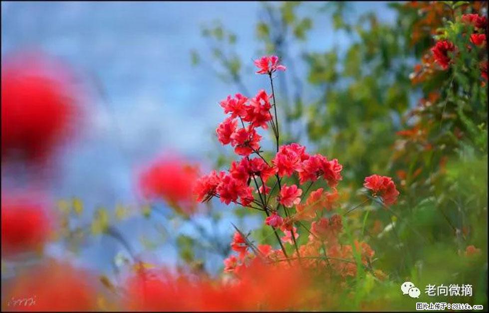 【春天,广西桂林灌阳县向您发出邀请!】登麒麟山,相约映山红 - 游山玩水 - 内江生活社区 - 内江28生活网 scnj.28life.com