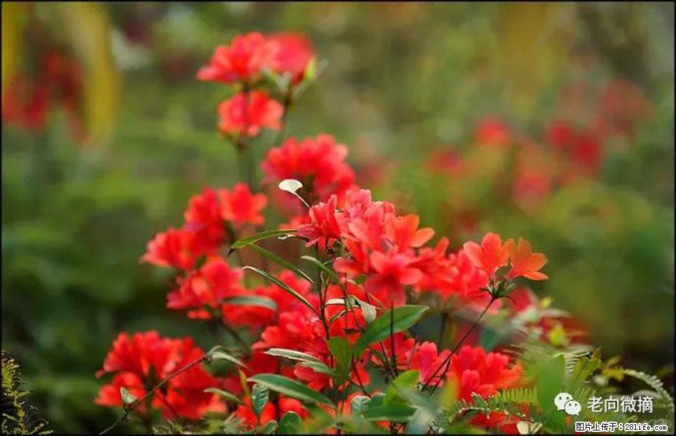 【春天,广西桂林灌阳县向您发出邀请!】登麒麟山,相约映山红 - 游山玩水 - 内江生活社区 - 内江28生活网 scnj.28life.com