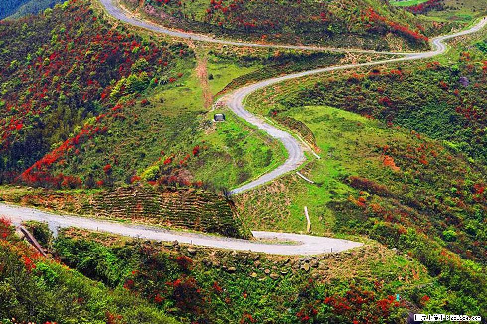 【春天,广西桂林灌阳县向您发出邀请!】春木界上映山红 - 游山玩水 - 内江生活社区 - 内江28生活网 scnj.28life.com